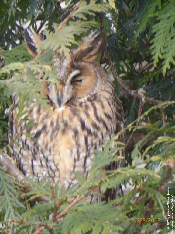 Philosophische Bildwanderung Hemmelsdorfer See - Vogelpark Niendorf - Timmerdorferstrand - Ostsee