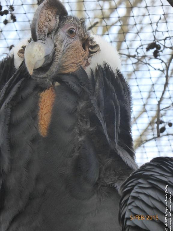 Philosophische Bildwanderung Hemmelsdorfer See - Vogelpark Niendorf - Timmerdorferstrand - Ostsee