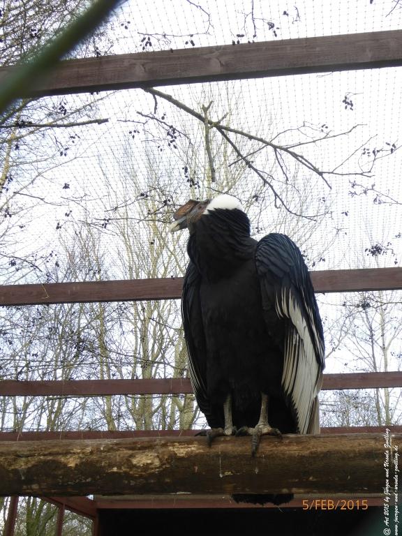 Philosophische Bildwanderung Hemmelsdorfer See - Vogelpark Niendorf - Timmerdorferstrand - Ostsee
