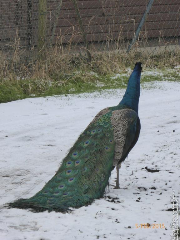 Philosophische Bildwanderung Hemmelsdorfer See - Vogelpark Niendorf - Timmerdorferstrand - Ostsee