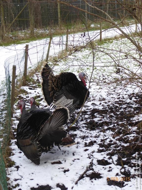 Philosophische Bildwanderung Hemmelsdorfer See - Vogelpark Niendorf - Timmerdorferstrand - Ostsee