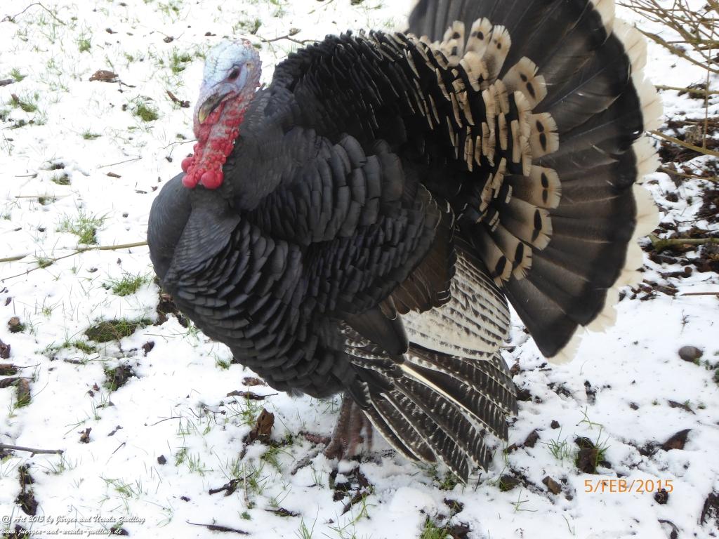 Philosophische Bildwanderung Hemmelsdorfer See - Vogelpark Niendorf - Timmerdorferstrand - Ostsee