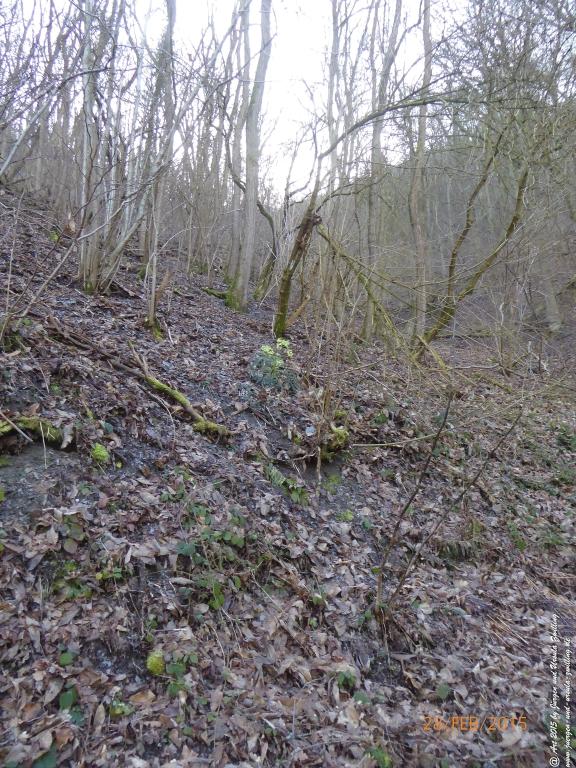 Philosophische Bildwanderung Stahlberg-Schleife - am Rhein