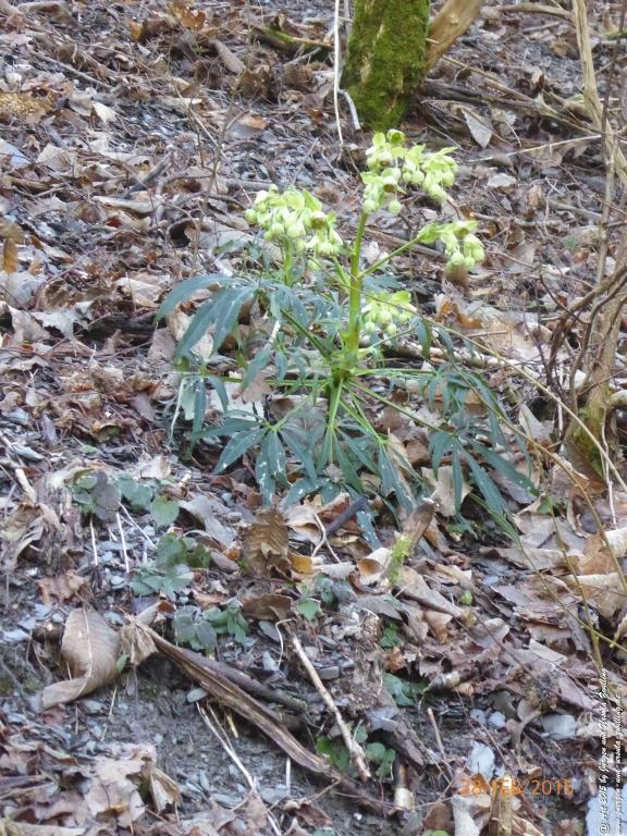 Philosophische Bildwanderung Stahlberg-Schleife - am Rhein