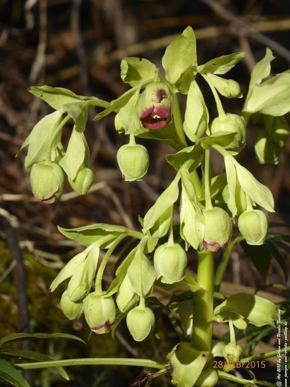 Philosophische Bildwanderung Stahlberg-Schleife - am Rhein