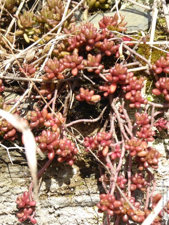 Philosophische Bildwanderung Stahlberg-Schleife - am Rhein