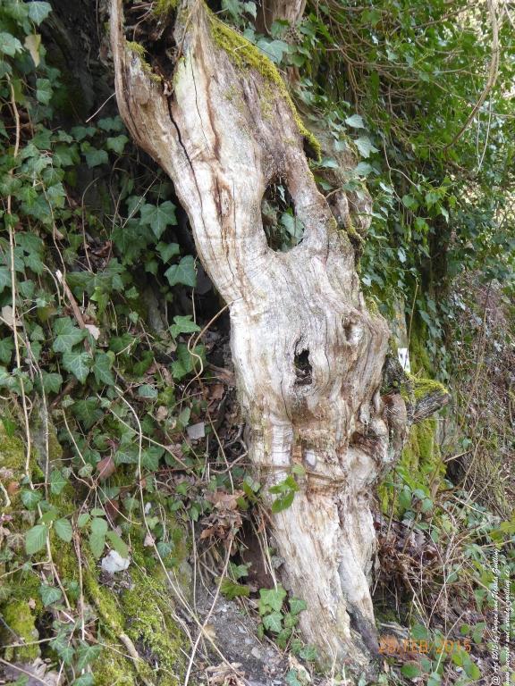 Philosophische Bildwanderung Stahlberg-Schleife - am Rhein