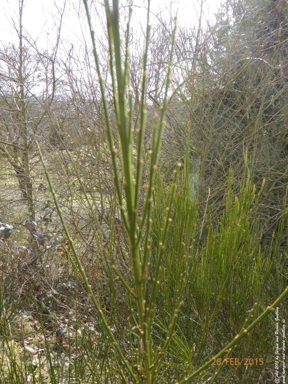 Philosophische Bildwanderung Stahlberg-Schleife - am Rhein