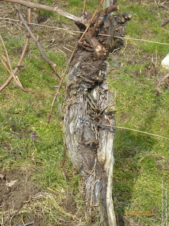 Philosophische Bildwanderung Stahlberg-Schleife - am Rhein