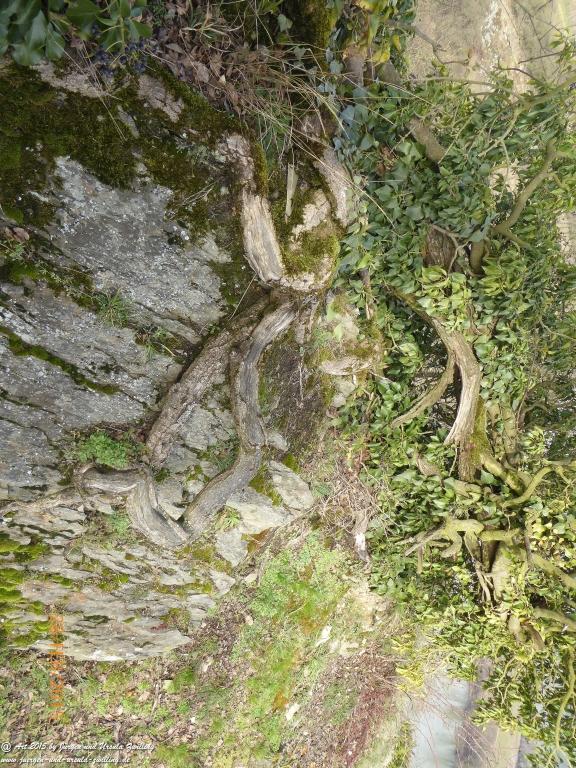 Philosophische Bildwanderung Stahlberg-Schleife - am Rhein