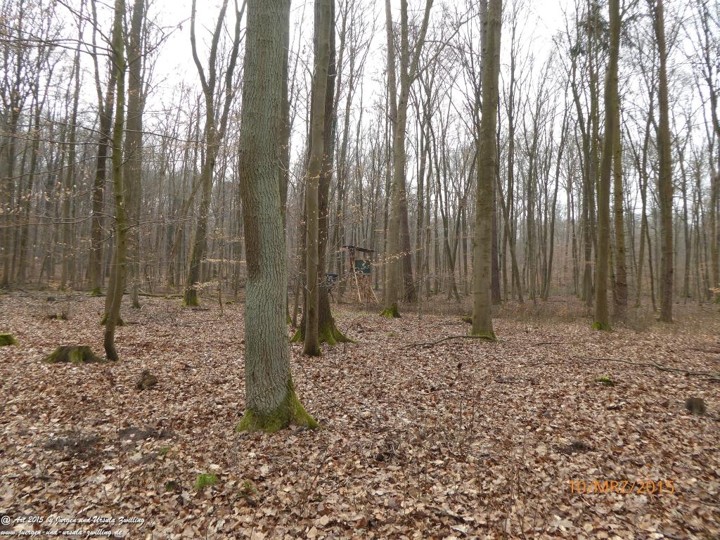 Philosophische BildwanderungÖlschieferweg – Waldwanderung im Süden der Grube Messel - Odenwald
