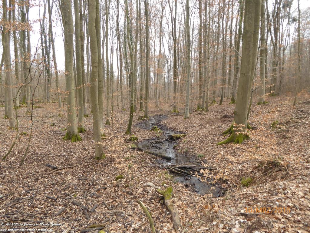 Philosophische BildwanderungÖlschieferweg – Waldwanderung im Süden der Grube Messel - Odenwald