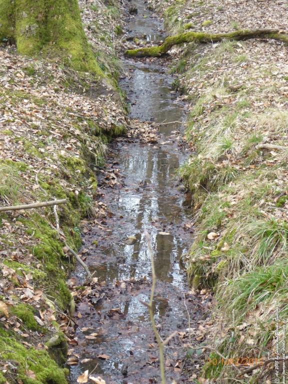 Philosophische BildwanderungÖlschieferweg – Waldwanderung im Süden der Grube Messel - Odenwald