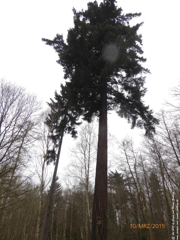 Philosophische BildwanderungÖlschieferweg – Waldwanderung im Süden der Grube Messel - Odenwald