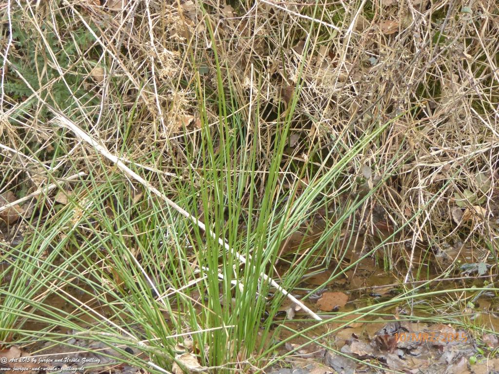 Philosophische BildwanderungÖlschieferweg – Waldwanderung im Süden der Grube Messel - Odenwald