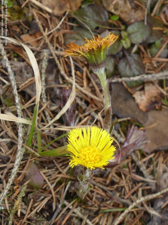 Philosophische BildwanderungÖlschieferweg – Waldwanderung im Süden der Grube Messel - Odenwald