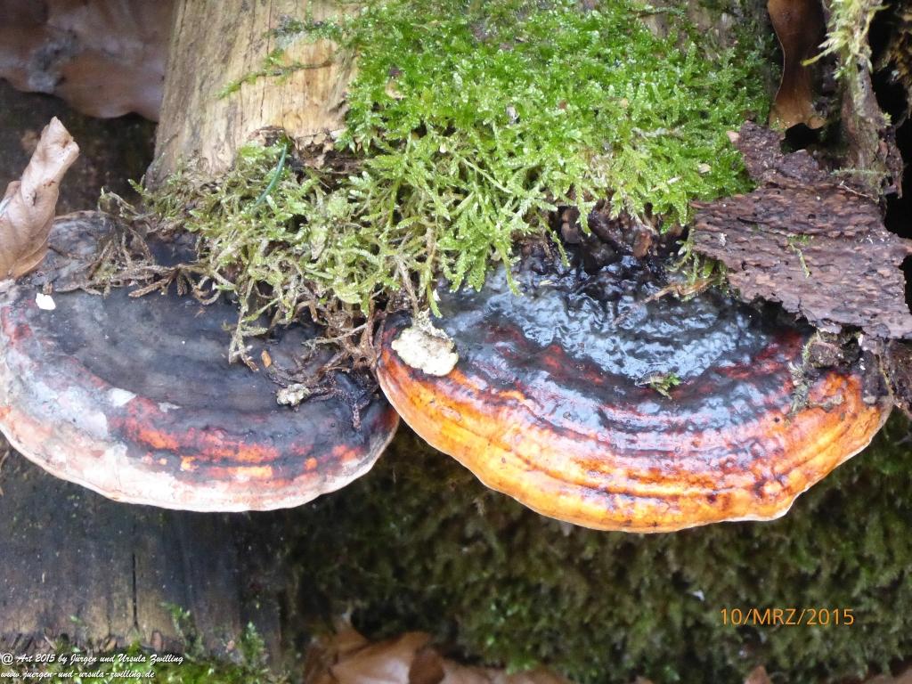 Philosophische BildwanderungÖlschieferweg – Waldwanderung im Süden der Grube Messel - Odenwald