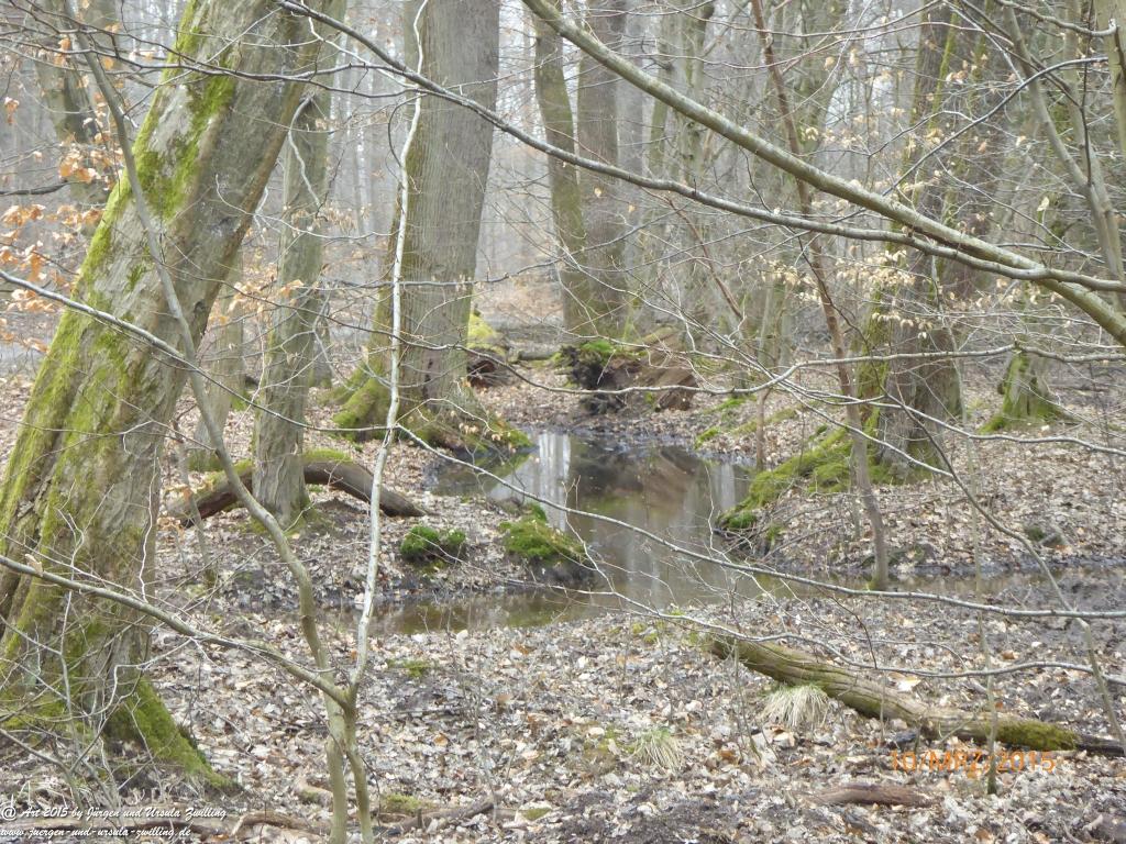 Philosophische BildwanderungÖlschieferweg – Waldwanderung im Süden der Grube Messel - Odenwald