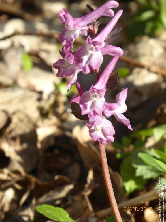 Philosophische Bildwanderung Traumschleife Rheingold