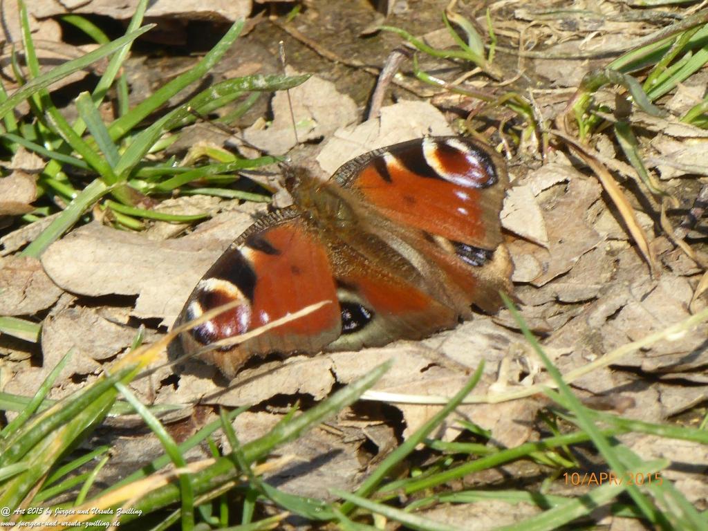 Philosophische Bildwanderung Traumschleife Rheingold