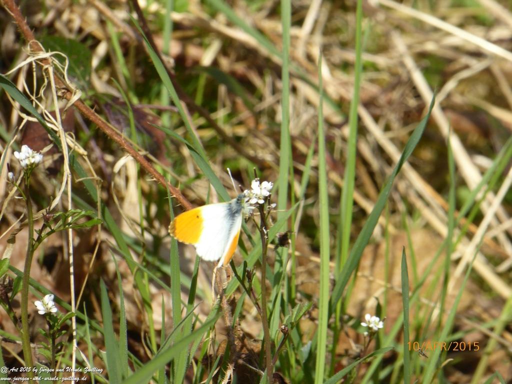 Philosophische Bildwanderung Traumschleife Rheingold