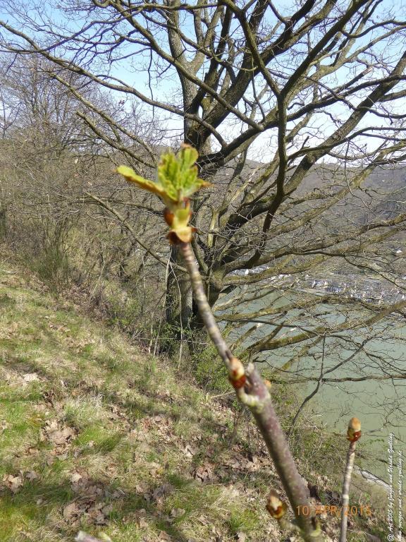 Philosophische Bildwanderung Traumschleife Rheingold