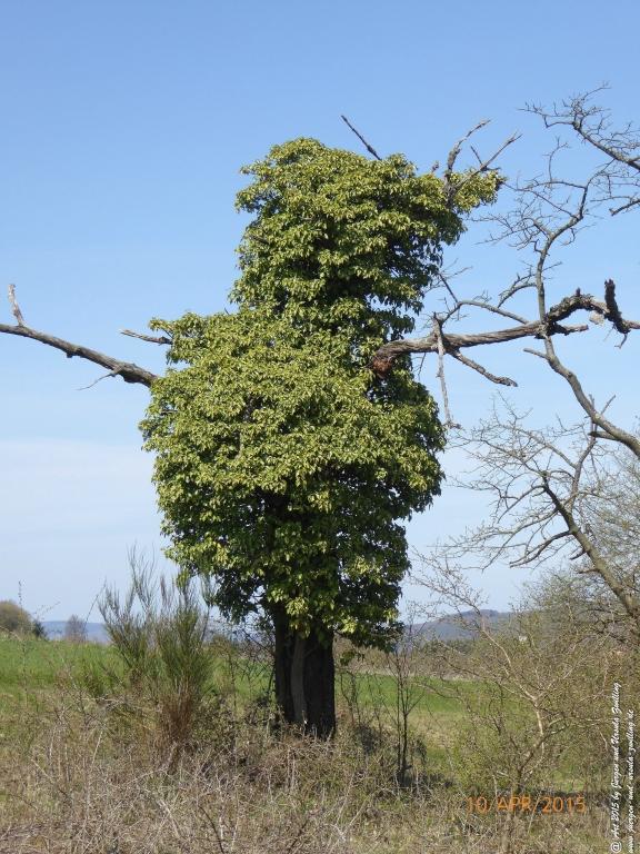 Philosophische Bildwanderung Traumschleife Rheingold
