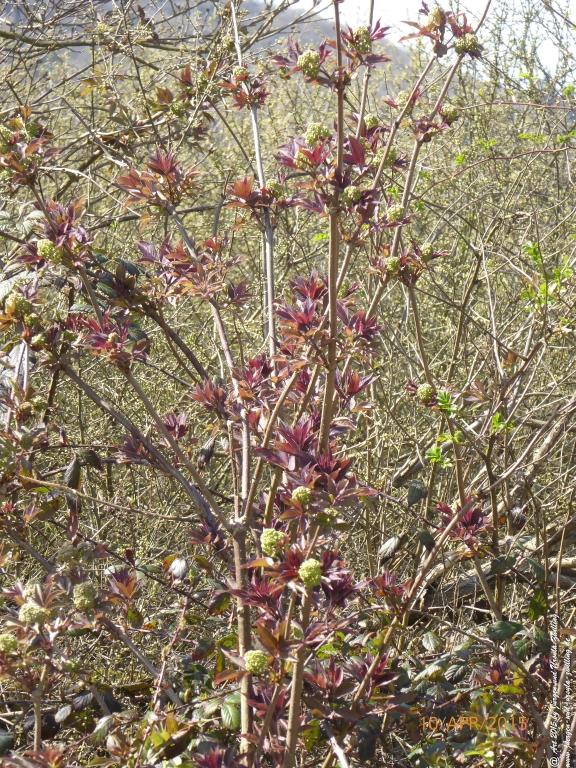 Philosophische Bildwanderung Traumschleife Rheingold