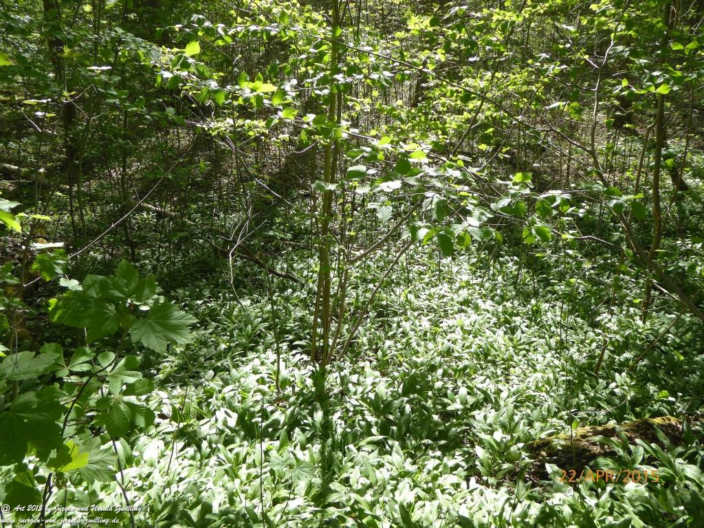 Philosophische Bildwanderung Kühkopf am Rhein