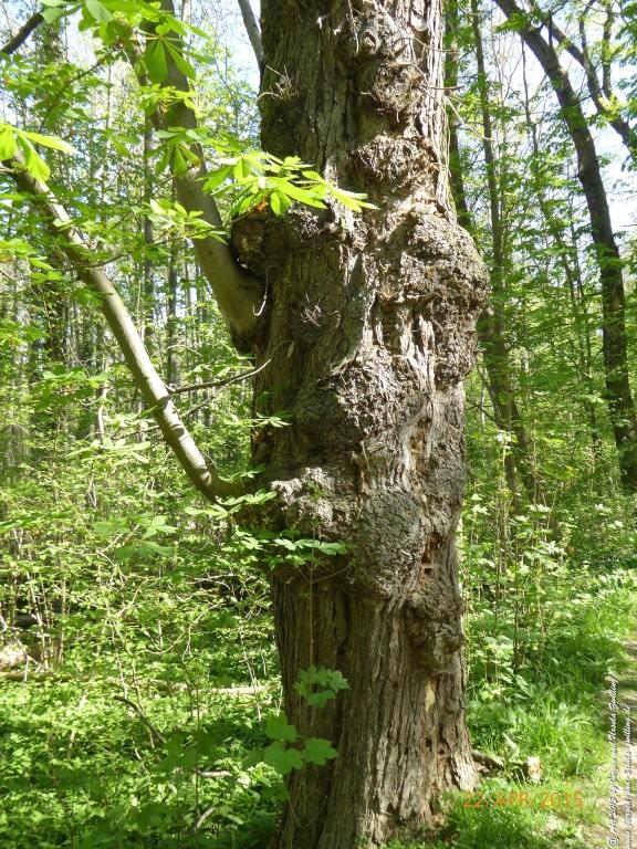 Philosophische Bildwanderung Kühkopf am Rhein