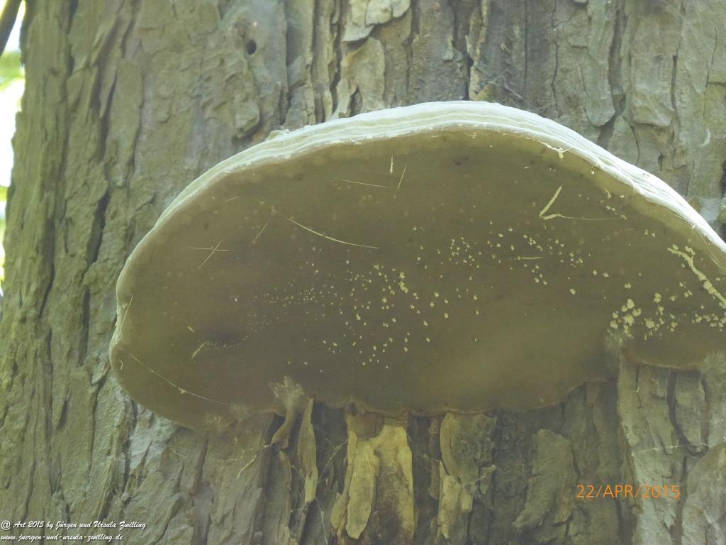 Philosophische Bildwanderung Kühkopf am Rhein