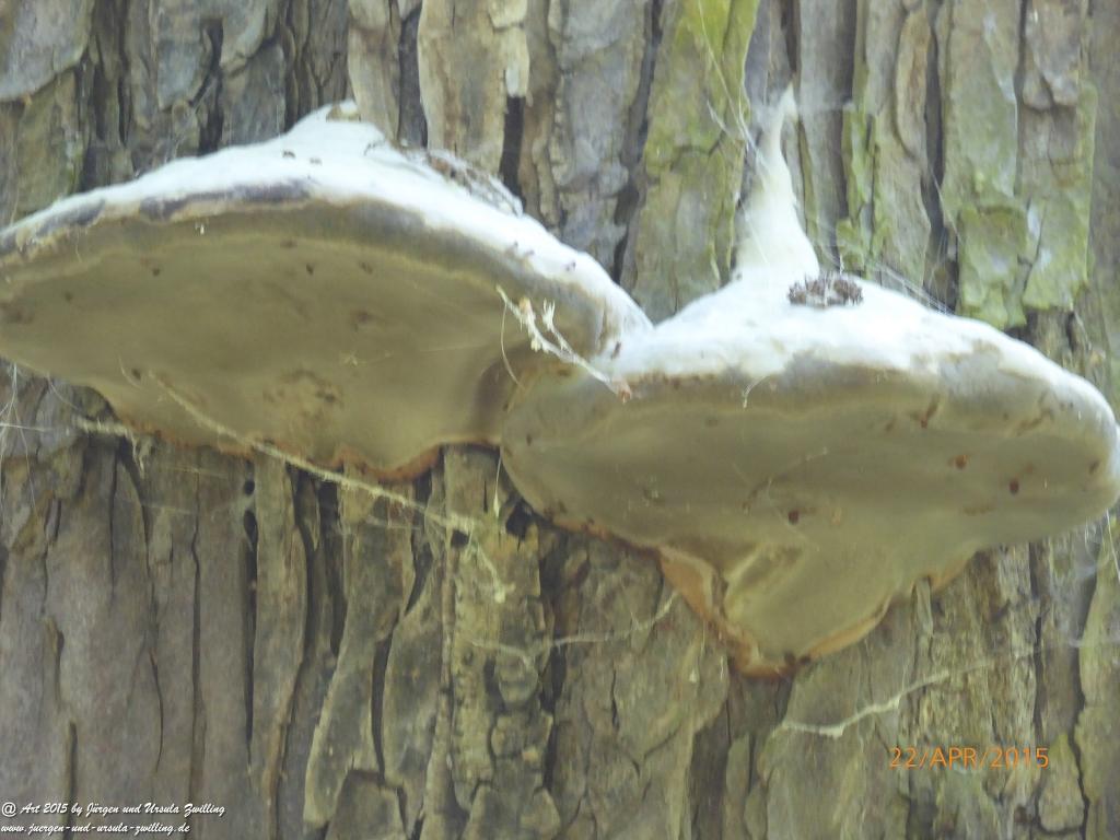 Philosophische Bildwanderung Kühkopf am Rhein