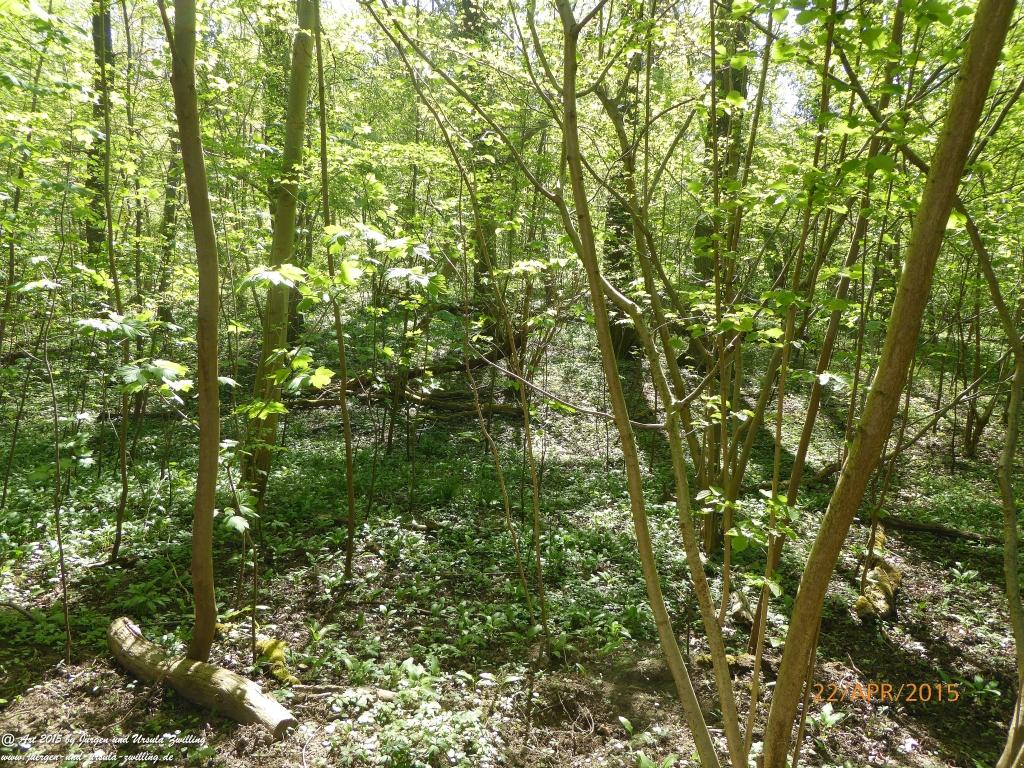 Philosophische Bildwanderung Kühkopf am Rhein