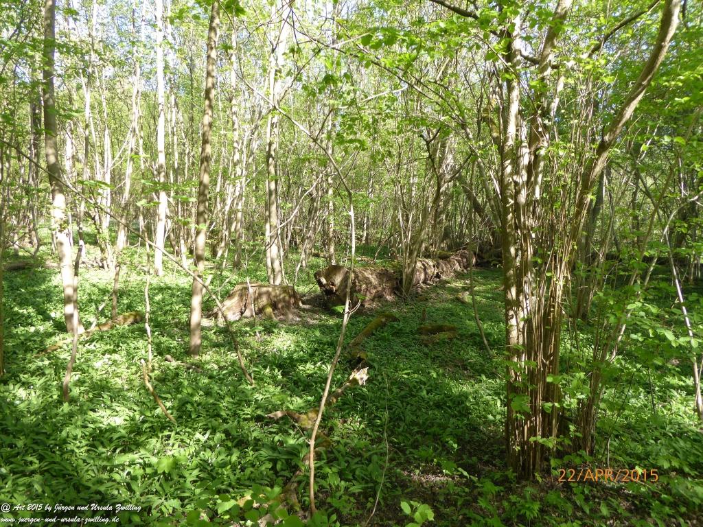 Philosophische Bildwanderung Kühkopf am Rhein