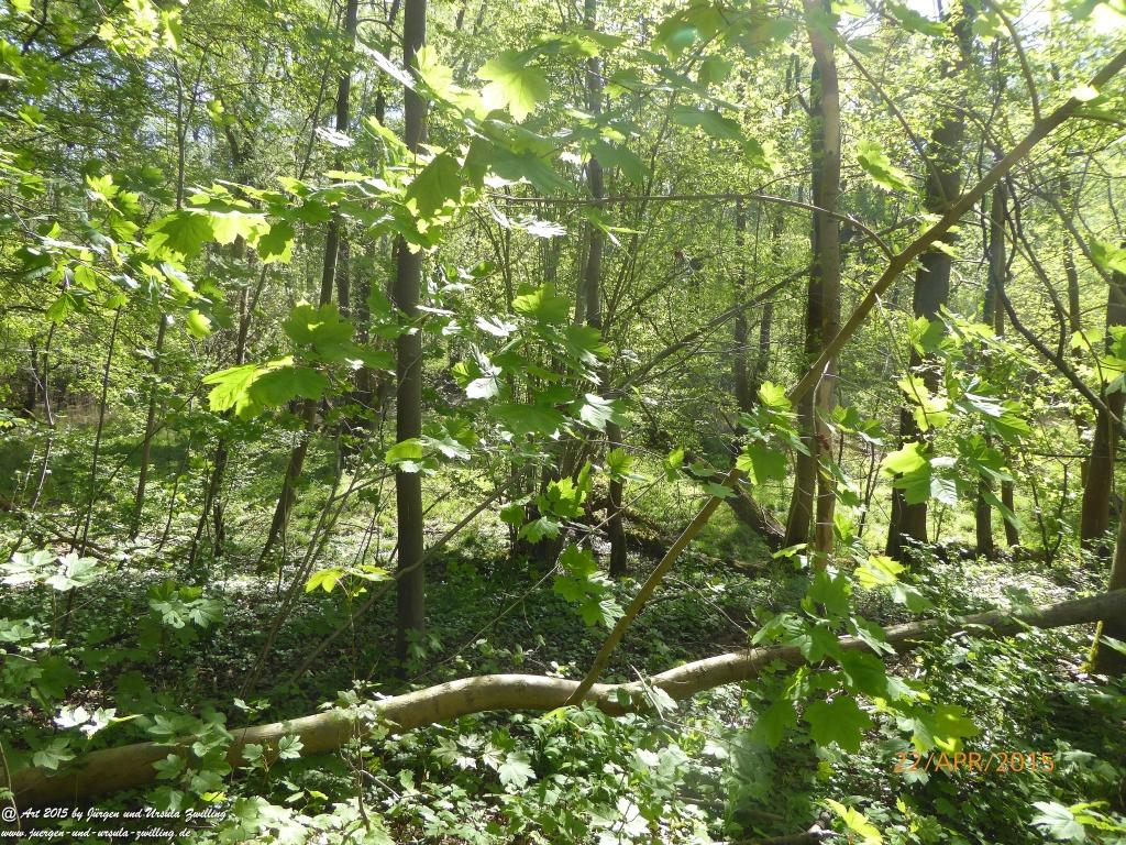 Philosophische Bildwanderung Kühkopf am Rhein