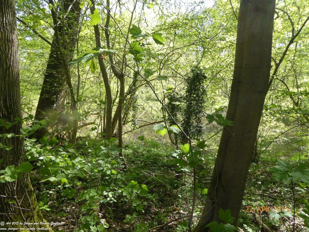 Philosophische Bildwanderung Kühkopf am Rhein