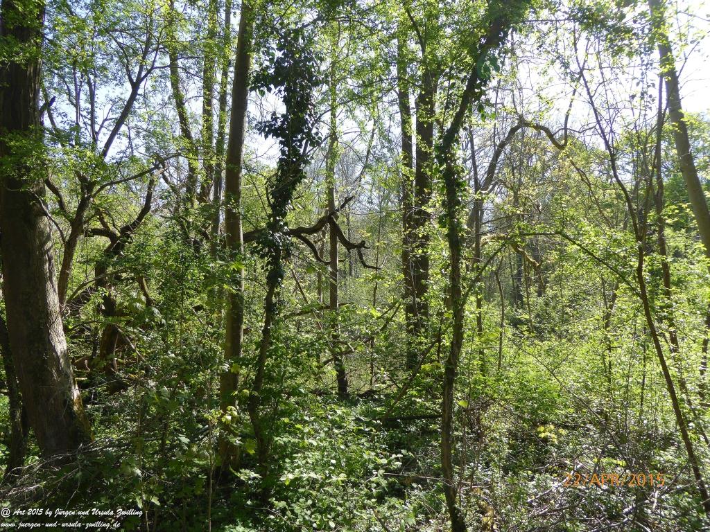 Philosophische Bildwanderung Kühkopf am Rhein