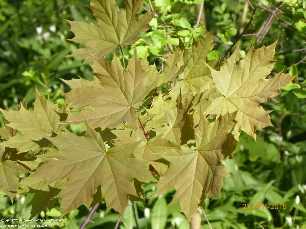 Philosophische Bildwanderung Kühkopf am Rhein
