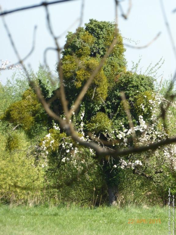 Philosophische Bildwanderung Kühkopf am Rhein