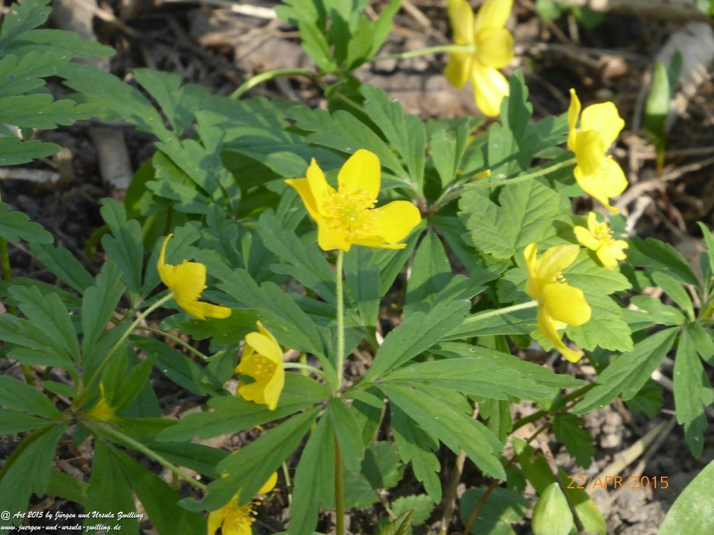 Philosophische Bildwanderung Kühkopf am Rhein