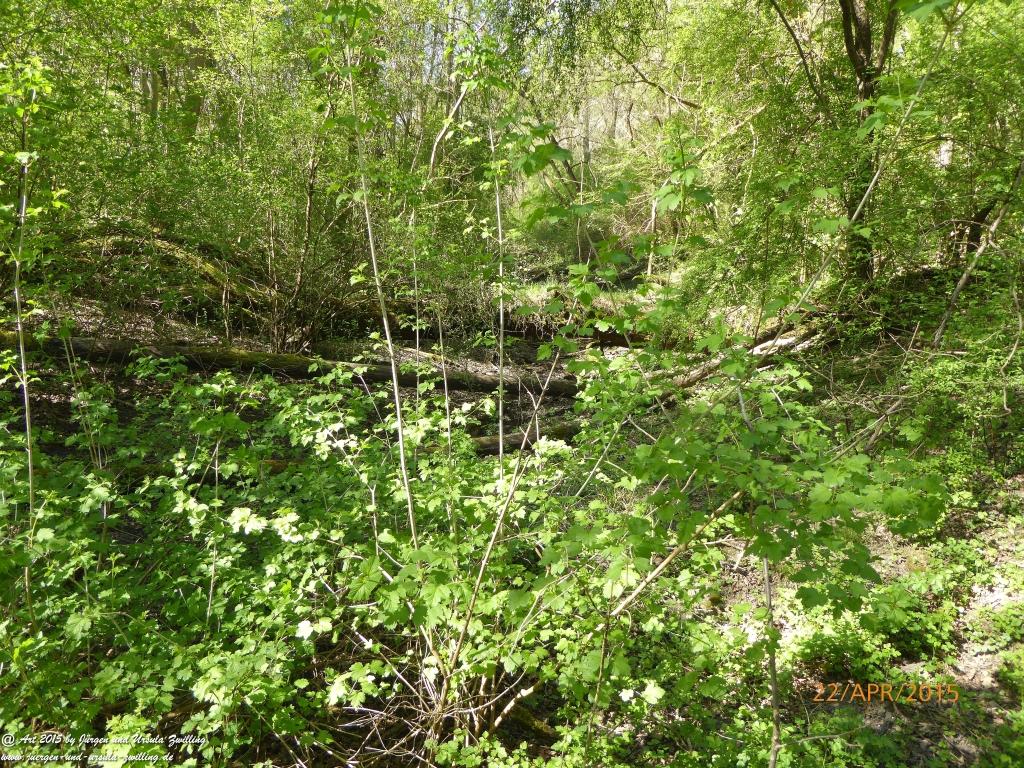 Philosophische Bildwanderung Kühkopf am Rhein