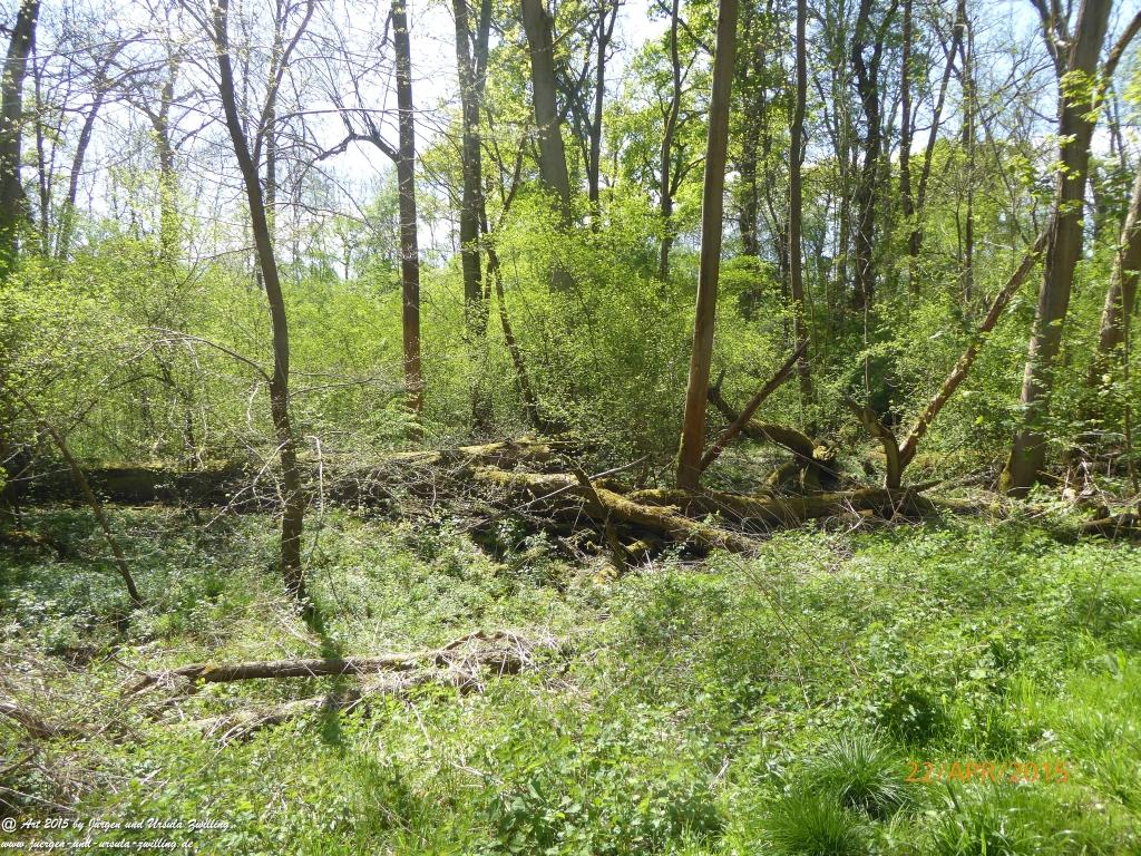 Philosophische Bildwanderung Kühkopf am Rhein