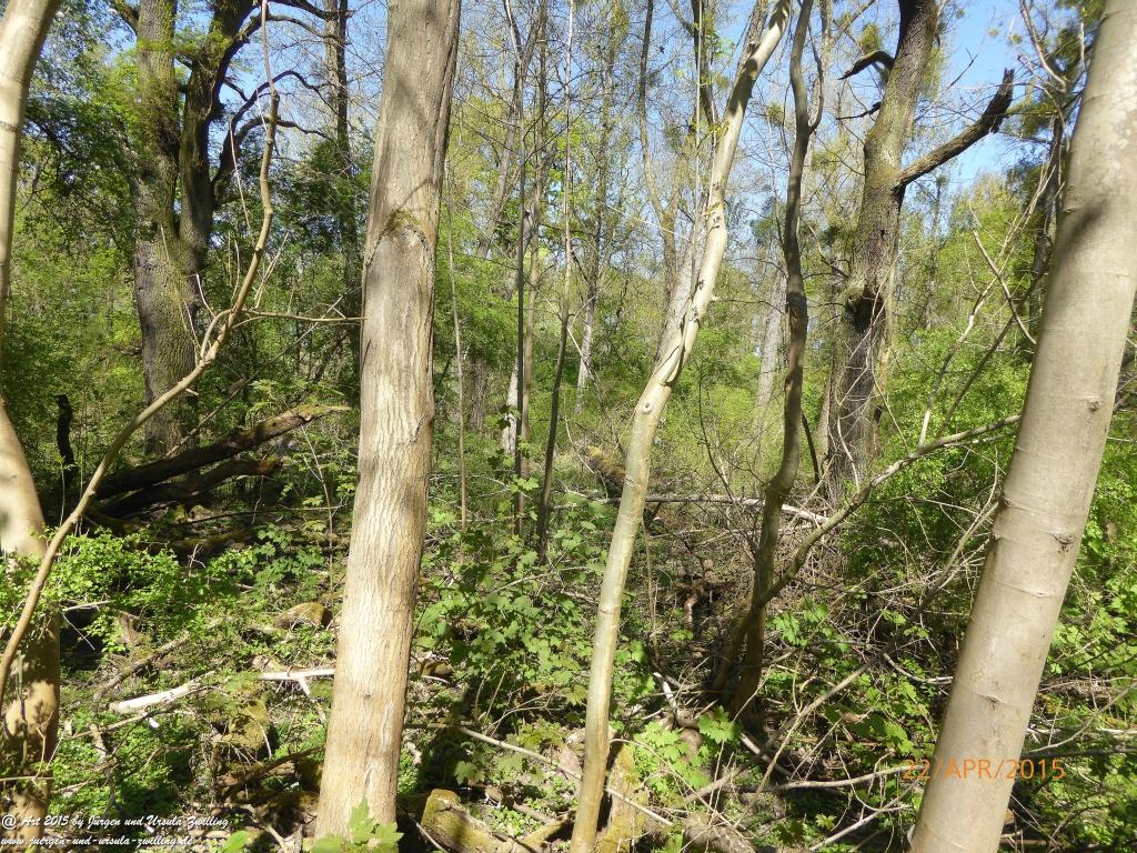 Philosophische Bildwanderung Kühkopf am Rhein