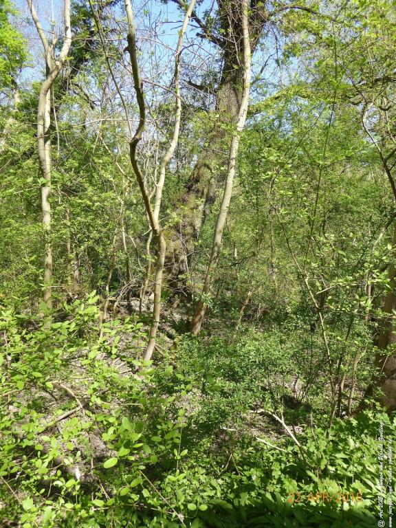 Philosophische Bildwanderung Kühkopf am Rhein