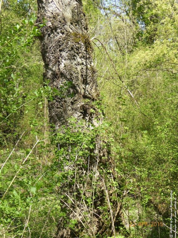 Philosophische Bildwanderung Kühkopf am Rhein