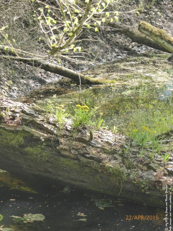 Philosophische Bildwanderung Kühkopf am Rhein