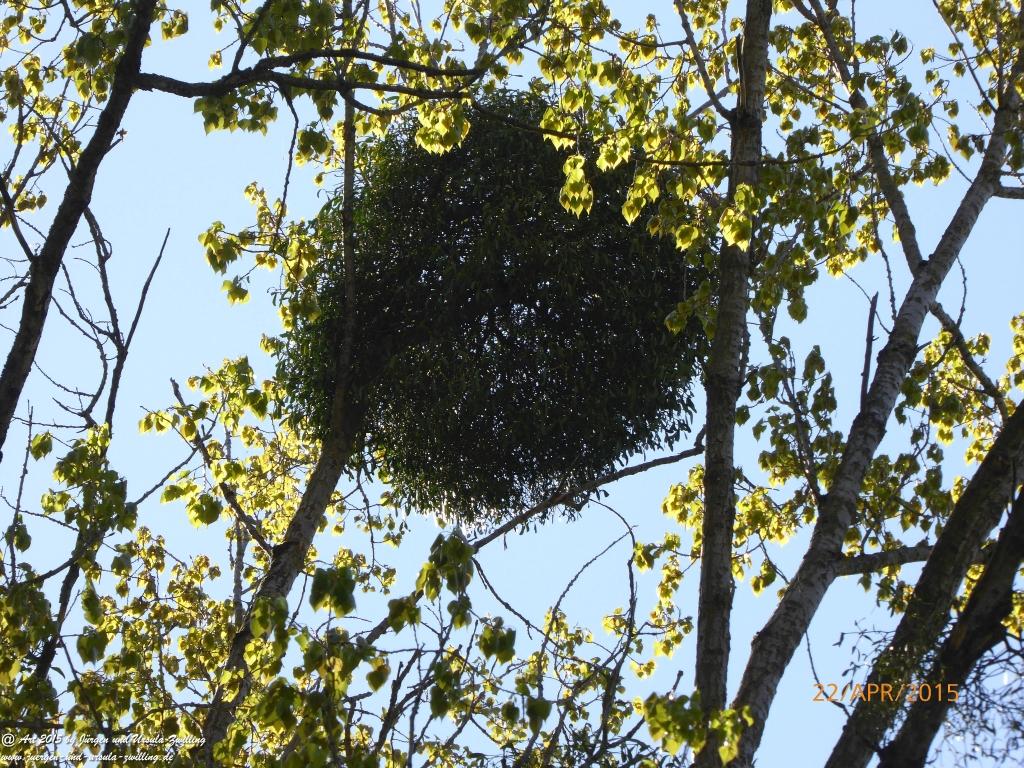 Philosophische Bildwanderung Kühkopf am Rhein