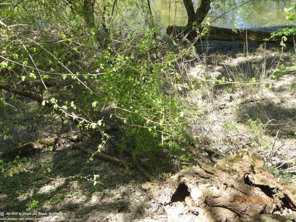 Philosophische Bildwanderung Kühkopf am Rhein