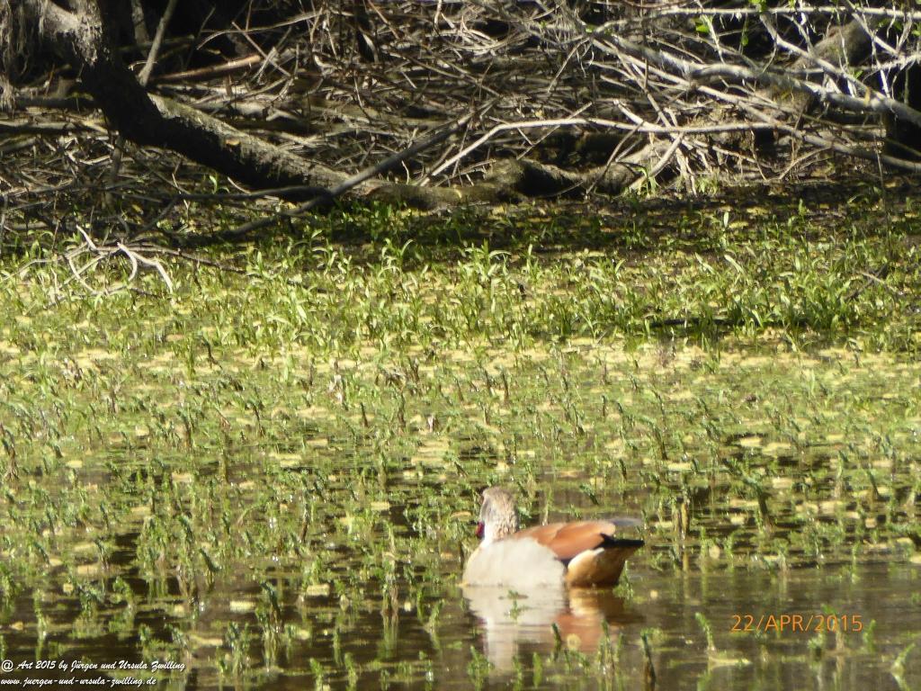 Philosophische Bildwanderung Kühkopf am Rhein