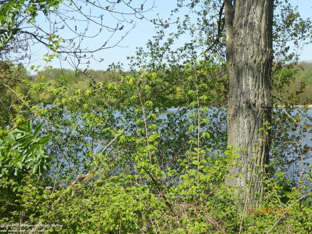 Philosophische Bildwanderung Kühkopf am Rhein